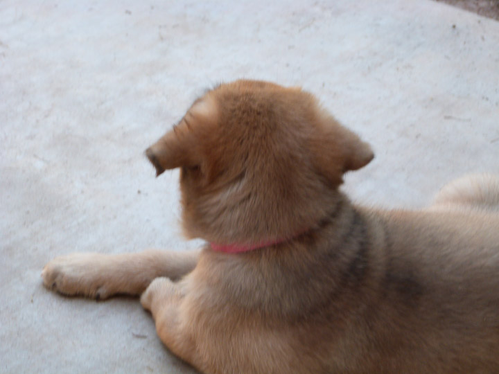 chinook dog